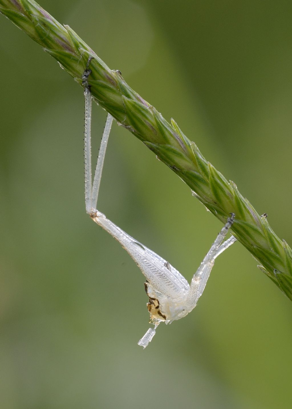Quiz: Exuvia di Tettigoniidae